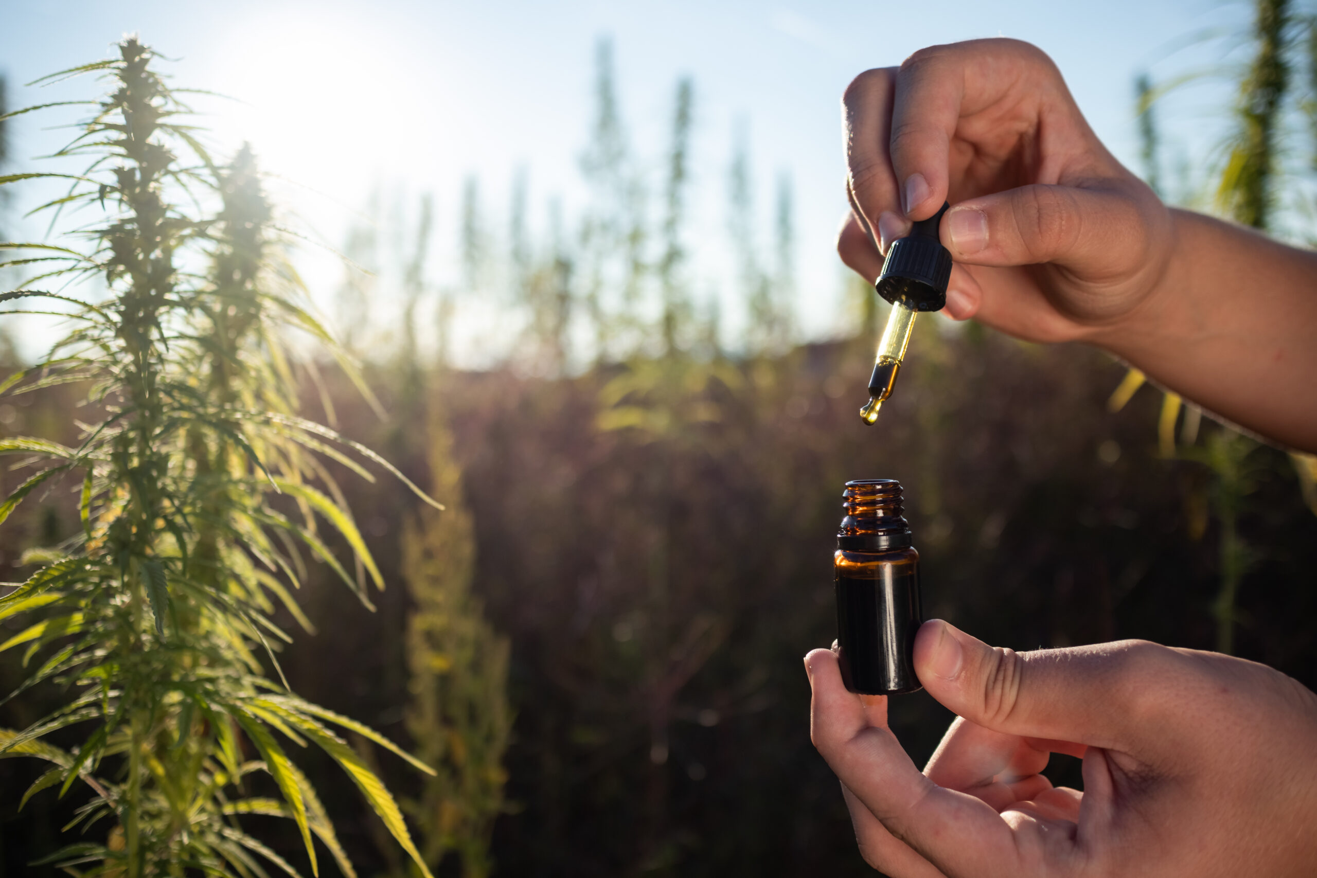 Farmer opening pipette bottle of CBD oil among hemp plants, representing the health benefits of hemp-derived CBD and THC.